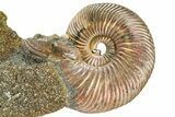 Iridescent Pyritized Ammonite (Quenstedticeras) Fossil Display #368848-1